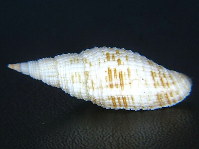 MITRA GRANATINA: LARGE PHILIPPINE MITER @ 32.37MM!