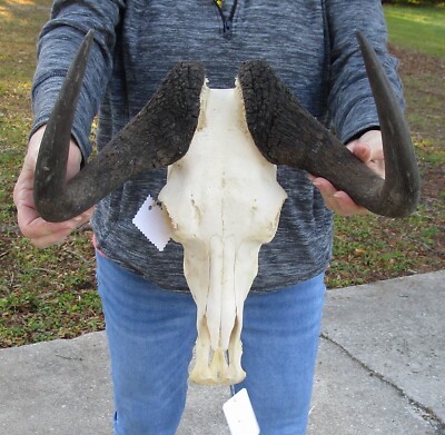 South African Female Black Wildebeest Skull w/ 15'' horn width, Taxidermy #50327