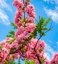 Live Pink Shower Plant, Cassia bakeriana, Pink Flowering Ornamental Tree,