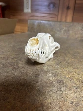 Coyote Skull Authentic South Dakota Coyote Skull