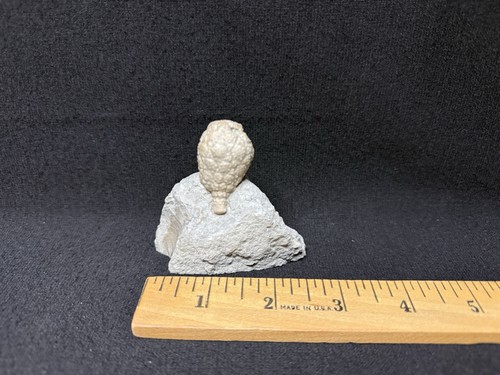Cystoid-Killer Holocystites from Massie Formation of Indiana-Fossils, Trilobite