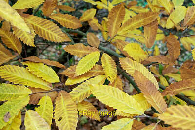 Photo 6x4 Leaves of the Sweet Chestnut Castanea sativa We bought two Swee c2021