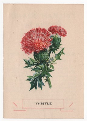 1920s Thistle Flower Trading Card Weber Bread D35? Like Cigarette Silk S49
