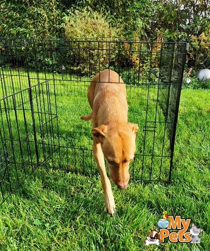 Freigehege YOUNGSTER XL Welpenlaufstall Welpenauslauf Welpen Hunde Laufstall - Afbeelding 4 van 8