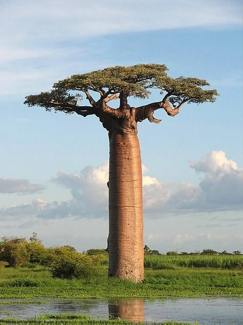 Baobab Tree Seeds for sale - eBay