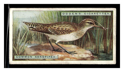 COMMON SANDPIPER #34 OGDENS CIGARETTES BRITISH BIRDS CUT OUTS 1924 TOBACCO CARD