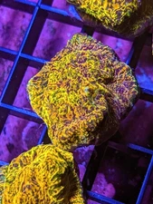 WYSIWYG WWC Stelaria Chalice Live Coral Rainbow Multi LPS SPS Acro Zoa JF WWC