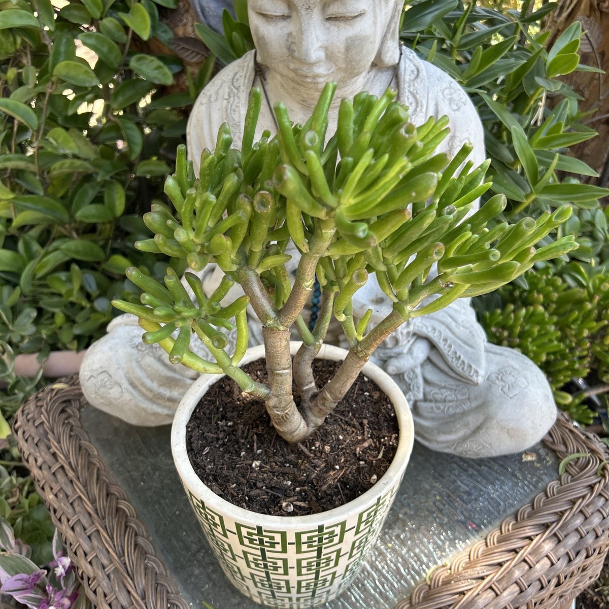 Hobbit Jade plant Crassula Ovata Gollum Jade plant 9 Tall x To 9 wide |  eBay