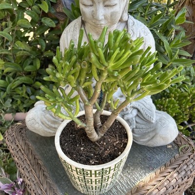 plant with lavender Sensational Lavender