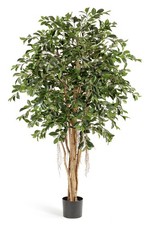 Ficus benjamin künstlich mit echtem Stamm 150cm, Feigenbaum