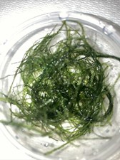 Java Moss Portion Large 2 Oz Cup Live Aquarium Plants Buy 2 Get 1 Free.