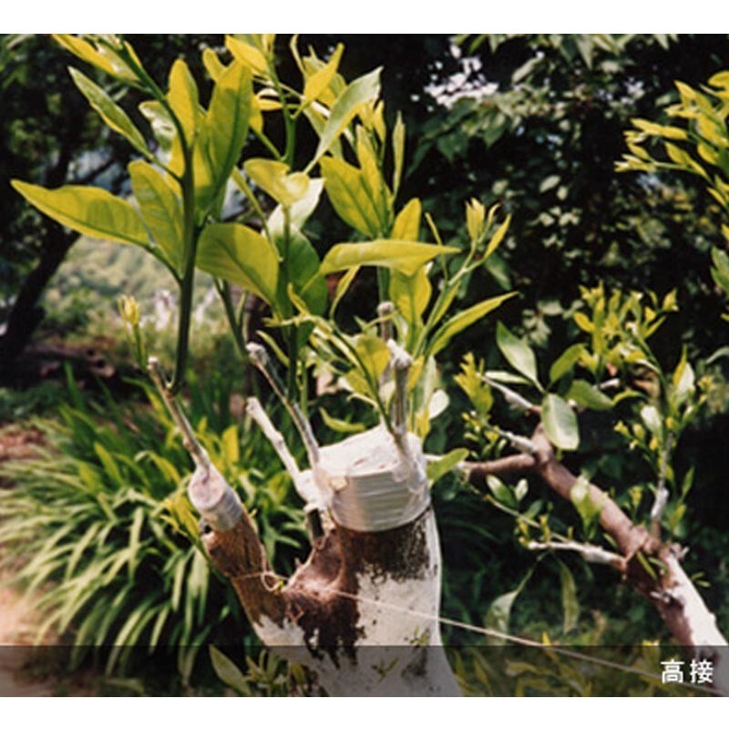 Aglis New Medel Buddy Tape Grafting Tape Agricultural Materials 25mm x