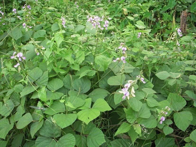 100+50 free Tropical Kudzu Seeds Pueraria Phaseoloides Neustanthus