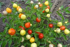 Trepediera Werner - Rare and beautiful edible ornamental pepper