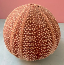BEN RICKERT Sea Urchin 4" Large Shell w/Original Signed Stopper Beach Seashore