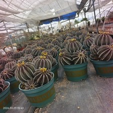 Multi teste rare cactus Uebelmannia pectinifera autoradicate boutique vendita casuale