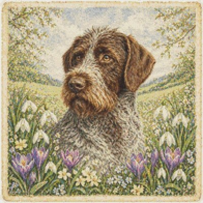 Slowakischer rauhaariger Zeigerhund im Frühling. Kreuzstich gezählt