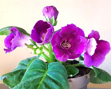 PURPLE SINNINGIA /GLOXINIA INDOOR  TUBEROUS  PLANT,   NOT IN BLOOM!   09/01/26