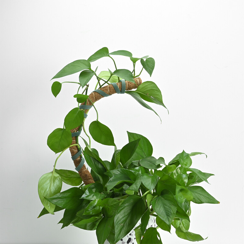 2pcs 25"Bendable Moss Pole Plants Coconut Poles Plant Cages Climbing