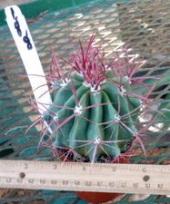 Ferocactus pilosus Red Spine Barrel Cactus Stainesii LG 188