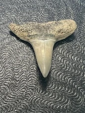 FOSSILIZED SHARK TOOTH…3/4 Inch LEMON from Bone Valley Florida 