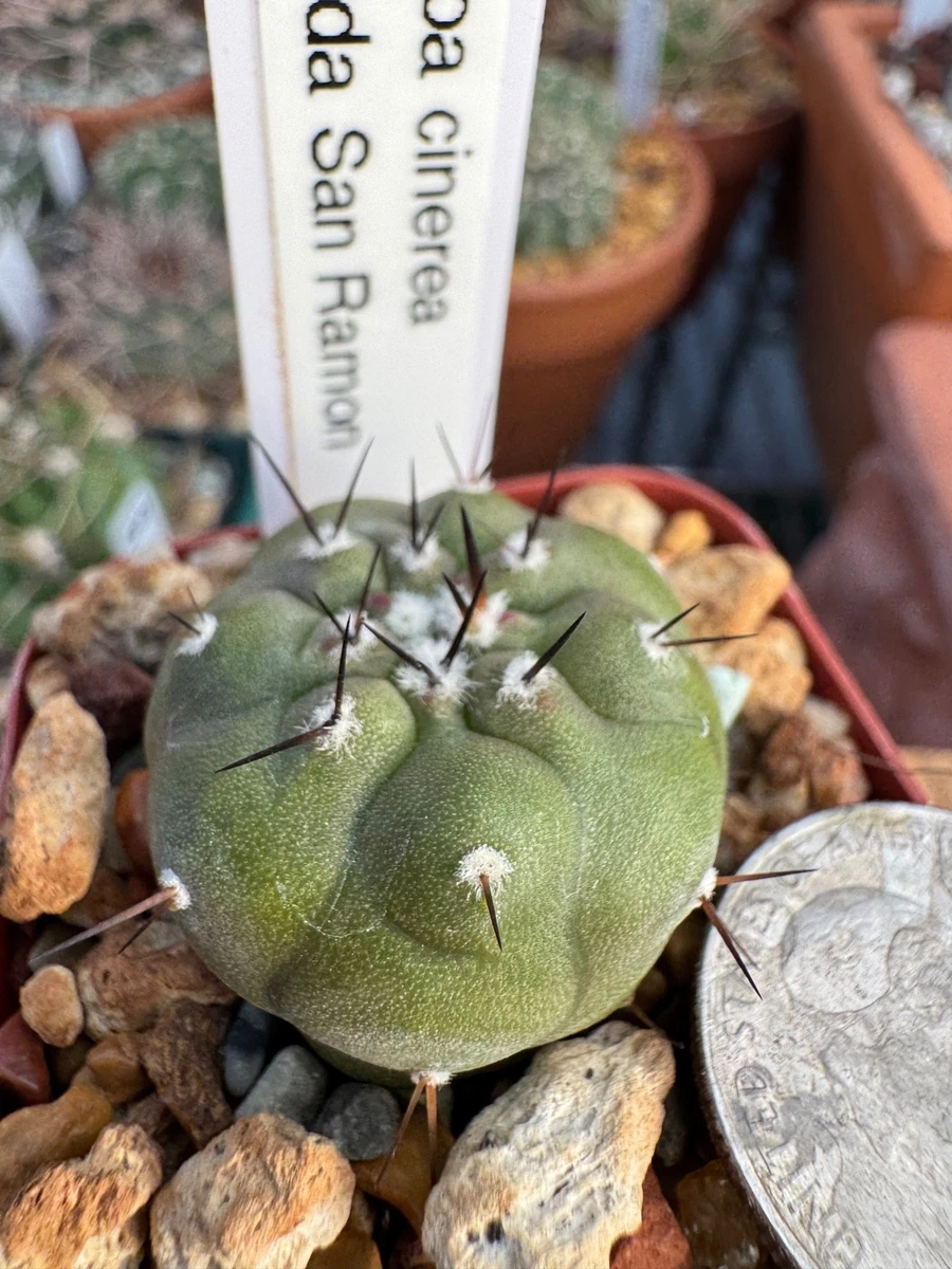 Cactus Copiapoa Cactis&Succulents for sale | eBay