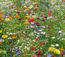 1Kg Wild Flower Meadow Seed CERTIFIED Butterfly Wild Plant Scented Mix 100% Seed 35.95 per kilo