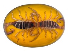 Hecho Mexico Real DUAL Scorpion Vintage Western Belt Buckle RODEO MEN YELLOW