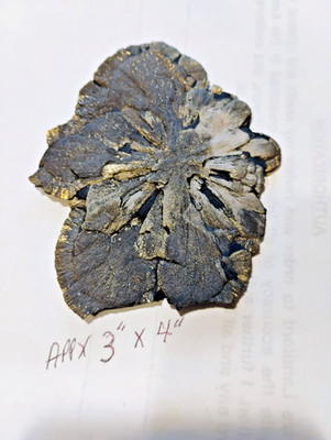 O120 Nice Pyrite Sun - Disk Appx 3'' x  4'' Found in   Wyoming