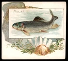 MULLET 1889 N39 Allen & Ginter 50 Fish From American Waters