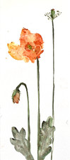 Michelle Kral Original Watercolour Orange Poppy Botanical Flower Painting