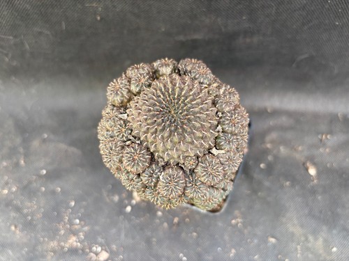 SULCOREBUTIA HEINZII VIVAIO IL GIARDINO DI MAYA CACTUS 6006 - Foto 10 di 15