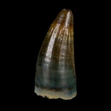 0.4 Crocodile Borealosuchus Fossil Tooth Judith River FM Montana COA Display