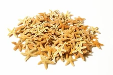 NessaStores- Sugar StarFish Sea Shell Wedding Real Craft 1 - 2" (48 pcs) #JC-055