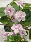 African Violet~ Rob’s Vanilla Trail! Semiminiature Trailer!~Starter — photo 1