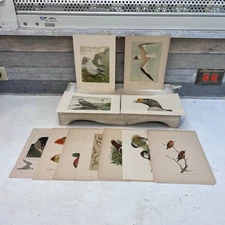 Louis A. Fuertes Bird Art Lithographs, Lot of 11