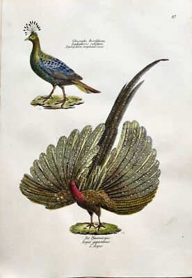 1830 ARGUS FASAN Ornithologie - Brodtmann handkolorierte FOLIO Lithographie
