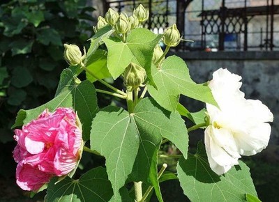 Hibiscus Mutabilis Double Cotton Rose Seeds Ebay