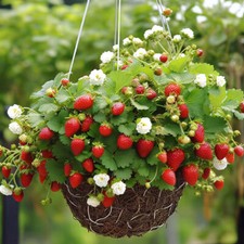 Erdbeersamen 200 Samen Creme Erdbeersamen Biologische Samen Töpfe Im Topf = J