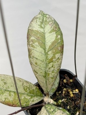 ホヤ　グヌンガディング　ゴースト HOYA GUNUNG GADING GHOST VARIEGATED Real Picture Rare Plant | eBay