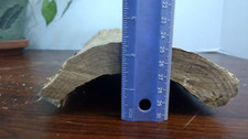 Live Wood Cavern Hideout Wood Log for Reptiles Turtles Small Animals 16x6x2