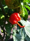 Foto 8 di 8