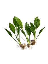 BUY 2 GET 1 FREE 3 Pack Amazon Sword Echinodorus Bleheri Aquarium Plants
