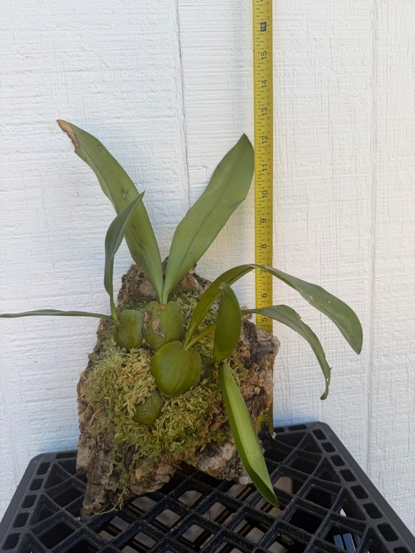Very Rare Bulbophyllum hamelinii Orchid Plant Blooming Size