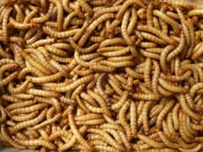 Reptile food, live large mealworms.