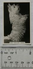 1939 Senior Service Dogs No. 19 West Highland Terrier