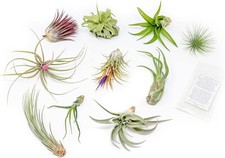 Grab Bag Smallmedium Air Plants Fertilizer-wholesale Tillandsia Easy Care Grab Bag Smallmedium Air Plants Fertilizer-wholesale Tillandsia Easy Care