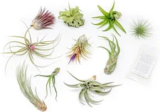 Grab Bag Small/Medium Air Plants & Fertilizer-Wholesale Tillandsia, Easy Care
