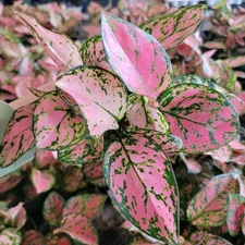 Aglaonema Lady Valentine | 3 Inch Pot | Easy Care Indoor Tropical Plant