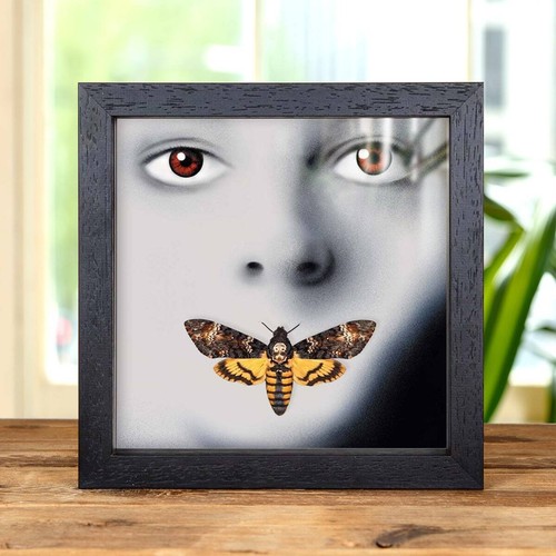Death's Head Hawk Moth Silence Of The Lambs In Box Frame (Acherontia Styx - Foto 3